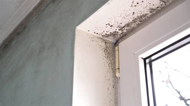 Mold Remediation for Rental Properties in Coats Bend, AL