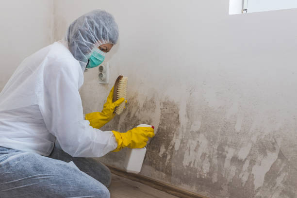 Best Emergency Mold Remediation  in Coats Bend, AL