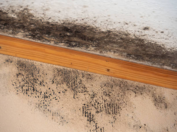 Best Forensic Mold Investigation  in Coats Bend, AL
