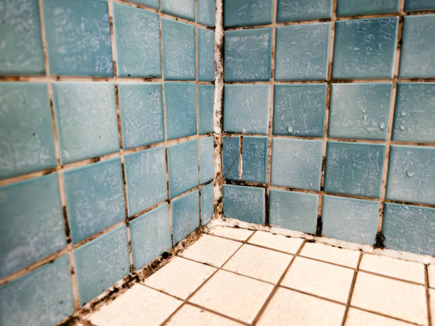 Best Mold Odor Removal Services  in Coats Bend, AL