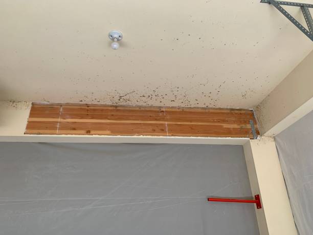 Best Residential Mold Inspection & Testing  in Coats Bend, AL