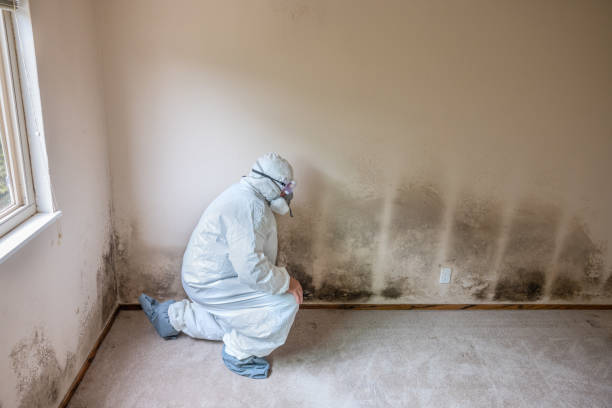 Best Mold Odor Removal Services  in Coats Bend, AL
