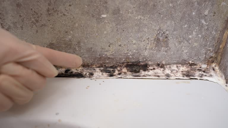 Best Commercial Mold Inspection  in Coats Bend, AL